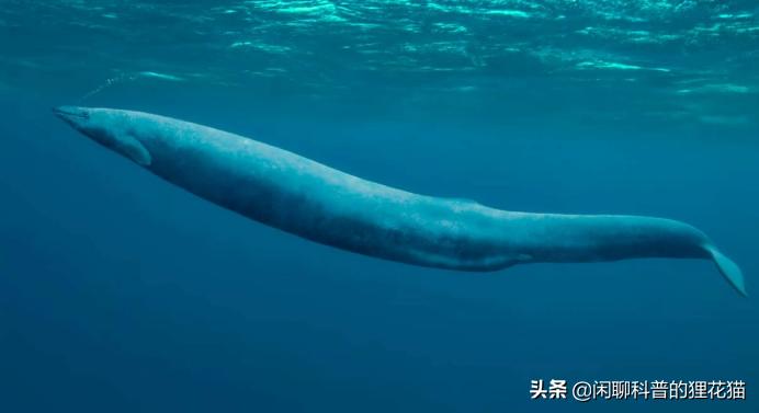 寒武纪三叶虫捕食者,十大最可怕的史前海洋巨兽