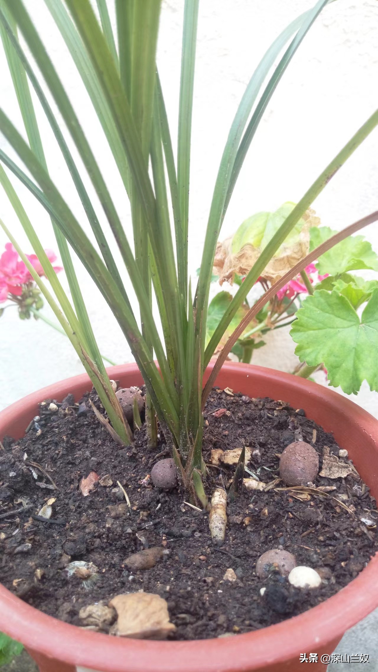 春剑兰怎么养护,春剑兰养殖技巧