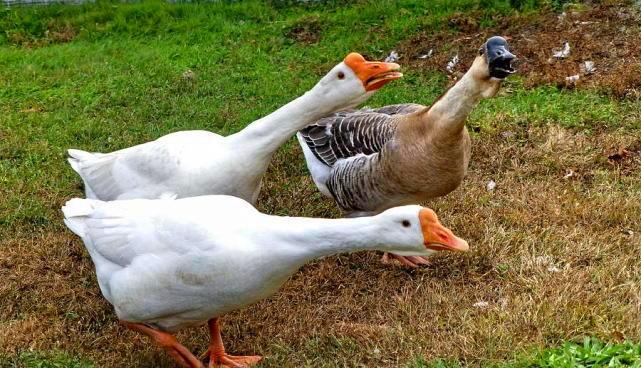 “家养三物邪气不入，添福又添禄”，这三物是啥？真是这样吗？