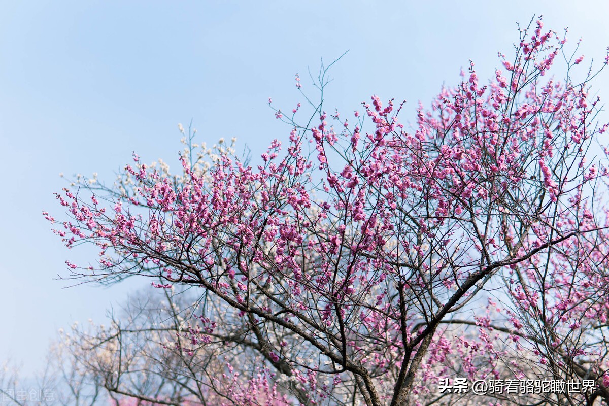 郑州历史遗迹景点有哪些,郑州名胜古迹有哪些景区