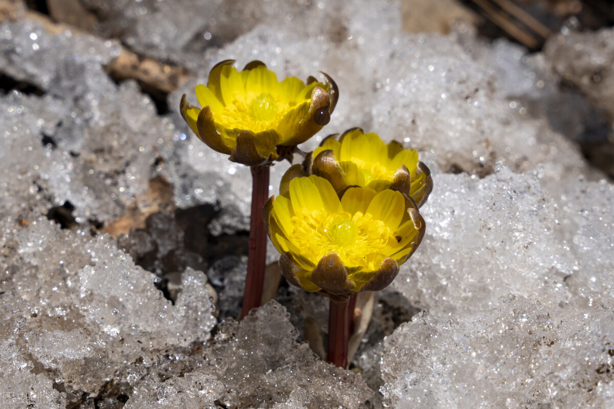 冰凌花享有林海雪莲之美称,牡丹江林海雪莲冰凌花悄然盛放