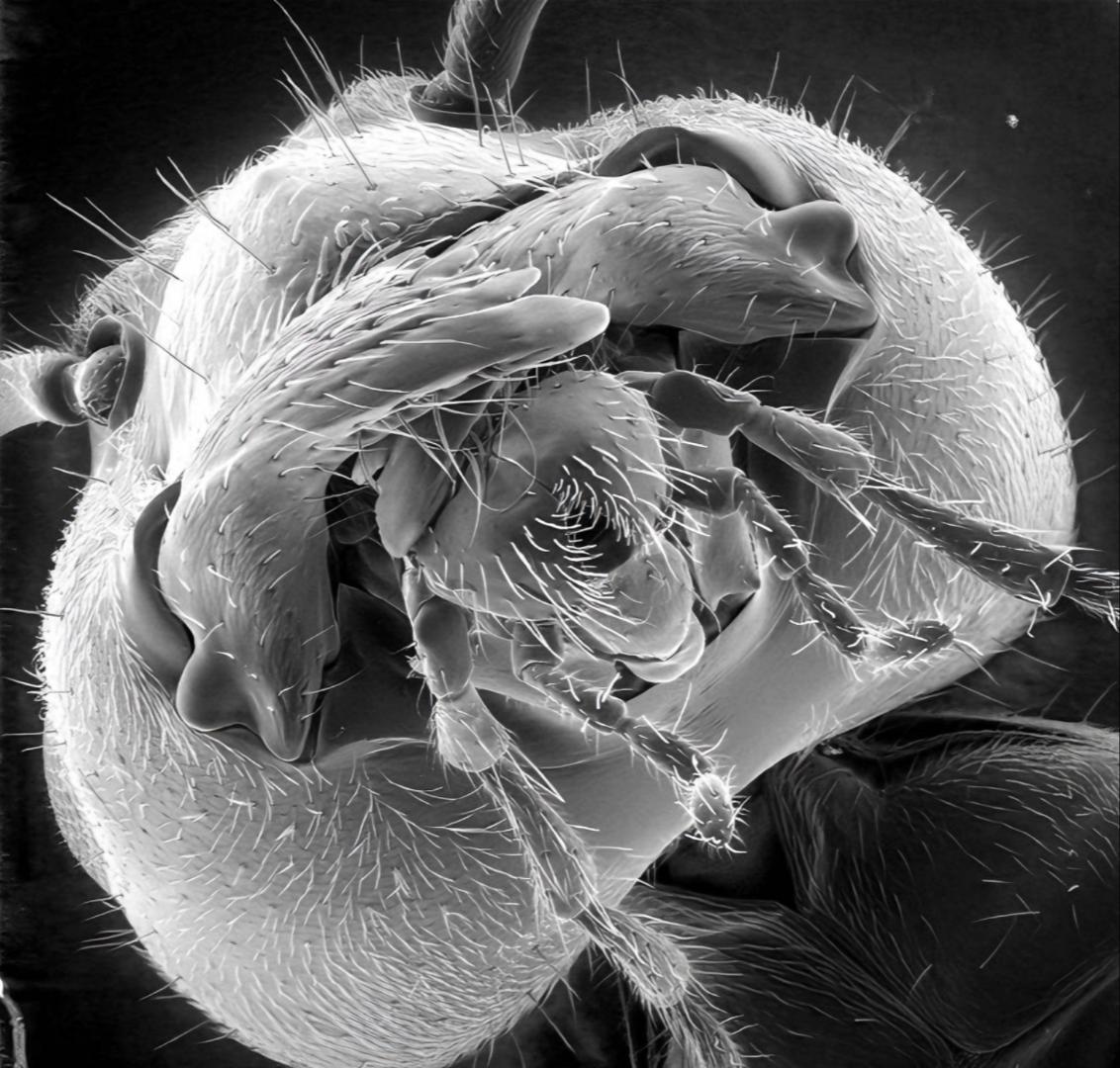 12张让人惊叹的动物的照片,眼界大开30张活久见的动物图