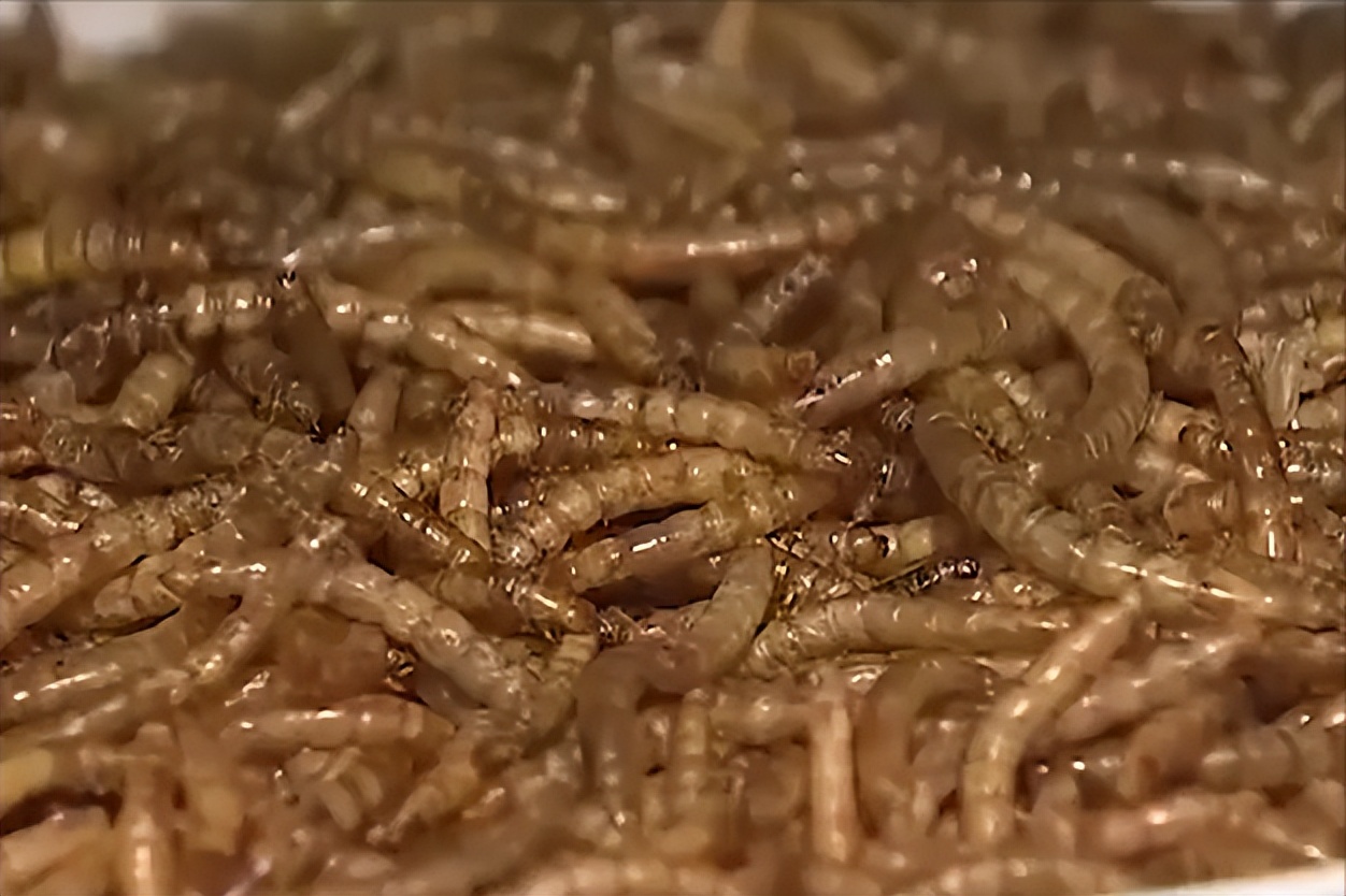 大哥用微波炉烤虫子，年收益高达3000多万元，他是怎么做到的？