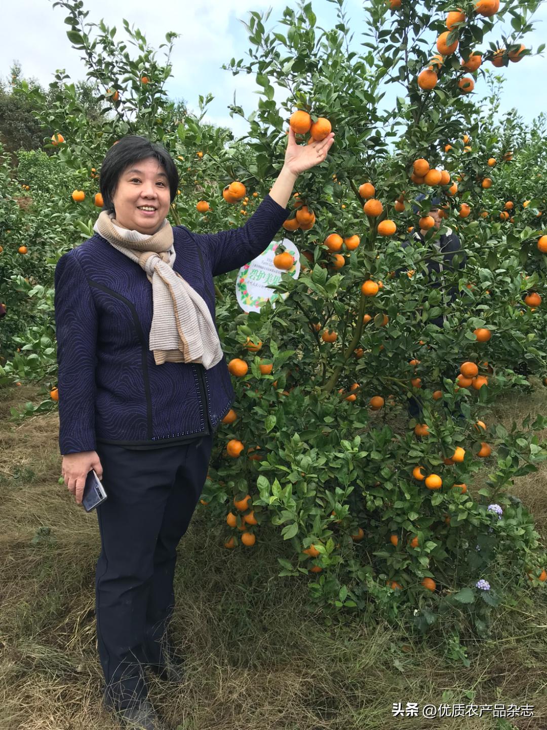 碧护美果融安,碧护美果