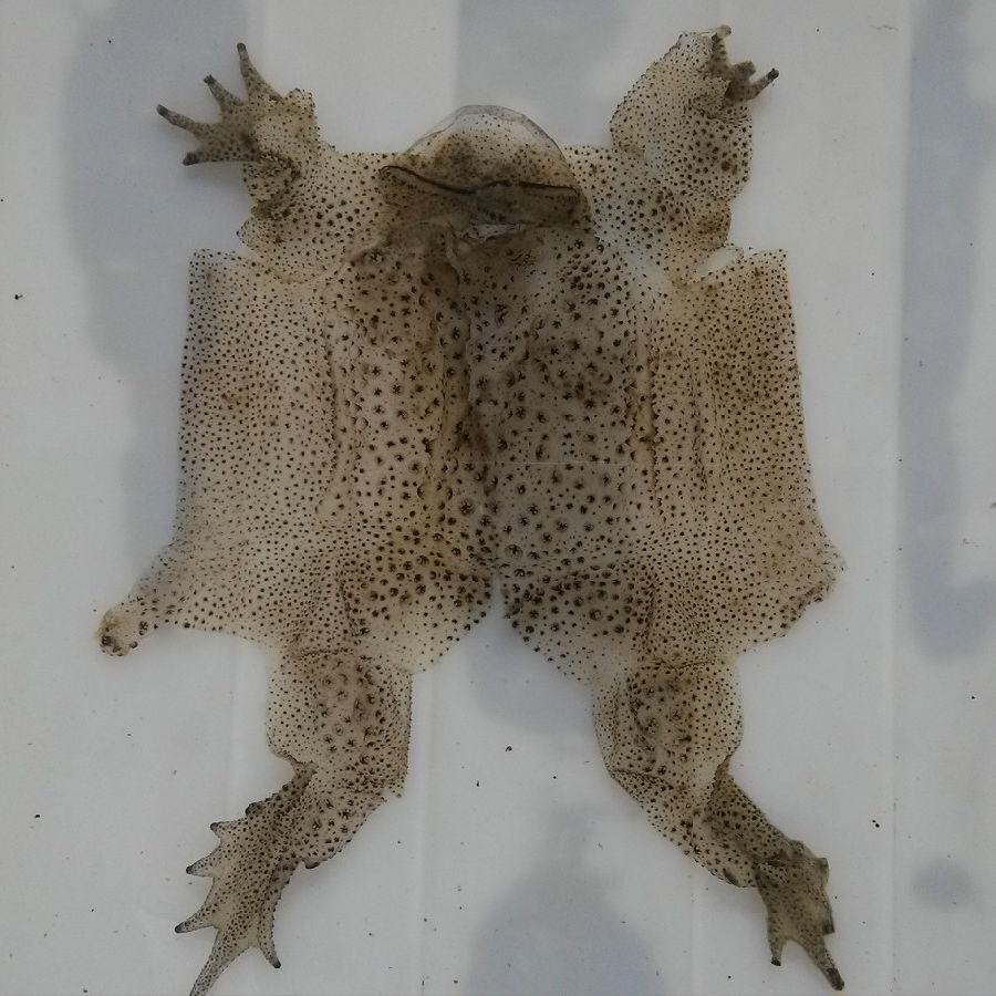 抓8000只蟾蜍，江苏男子获利近百万，背后是怎样隐蔽的“黑产”？