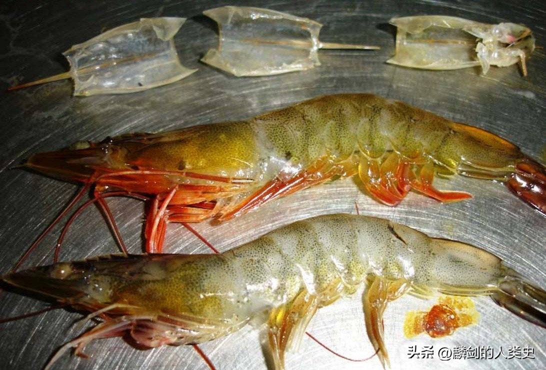 南美白对虾动物视频,南美对虾白斑虾图片