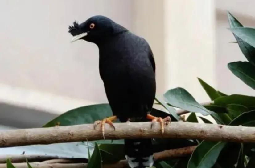 想让八哥学说话其实很简单,让八哥说话要做什么