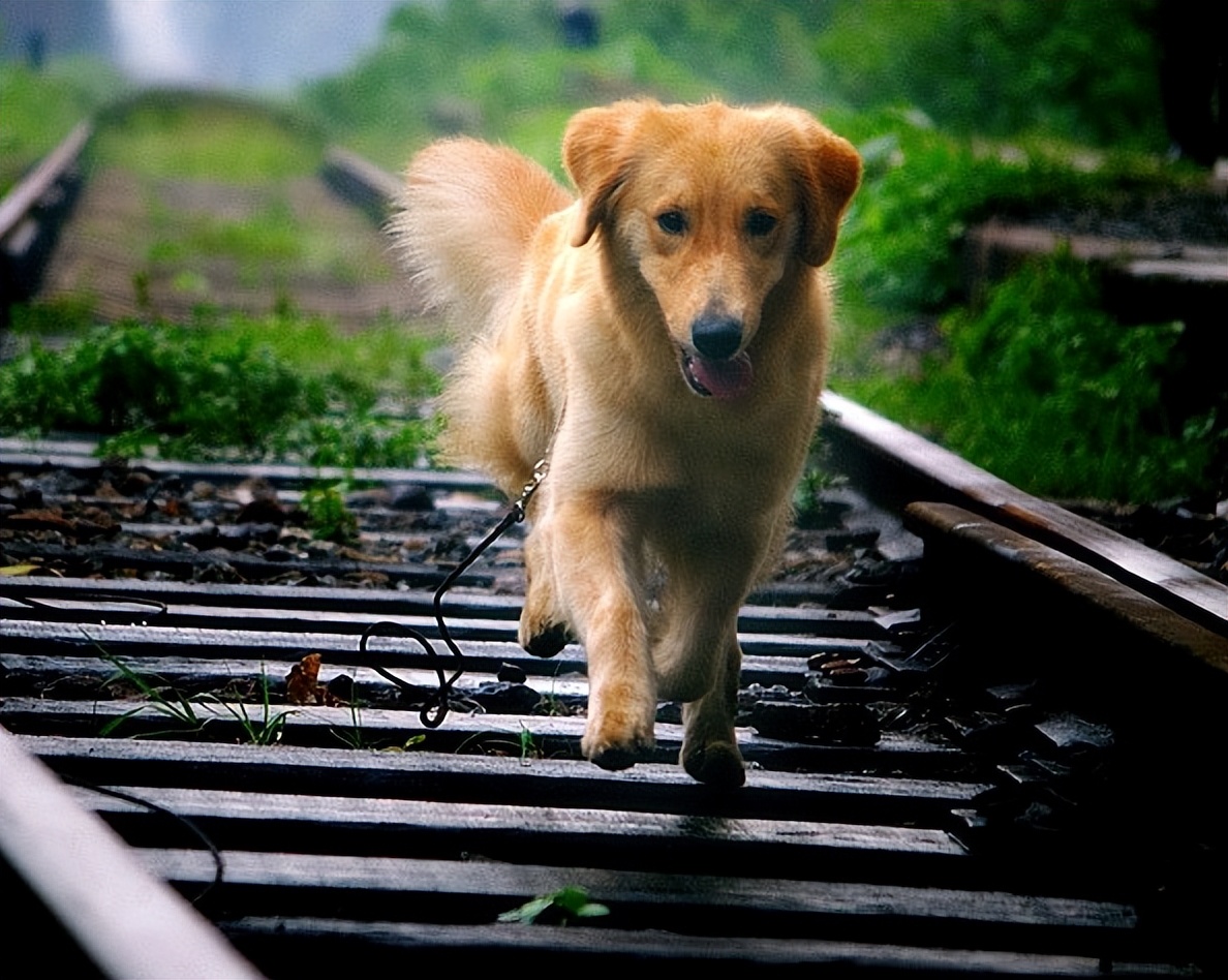 推荐几种狗不贵又好上手养就对了,建议穷人养的10种小巧便宜狗