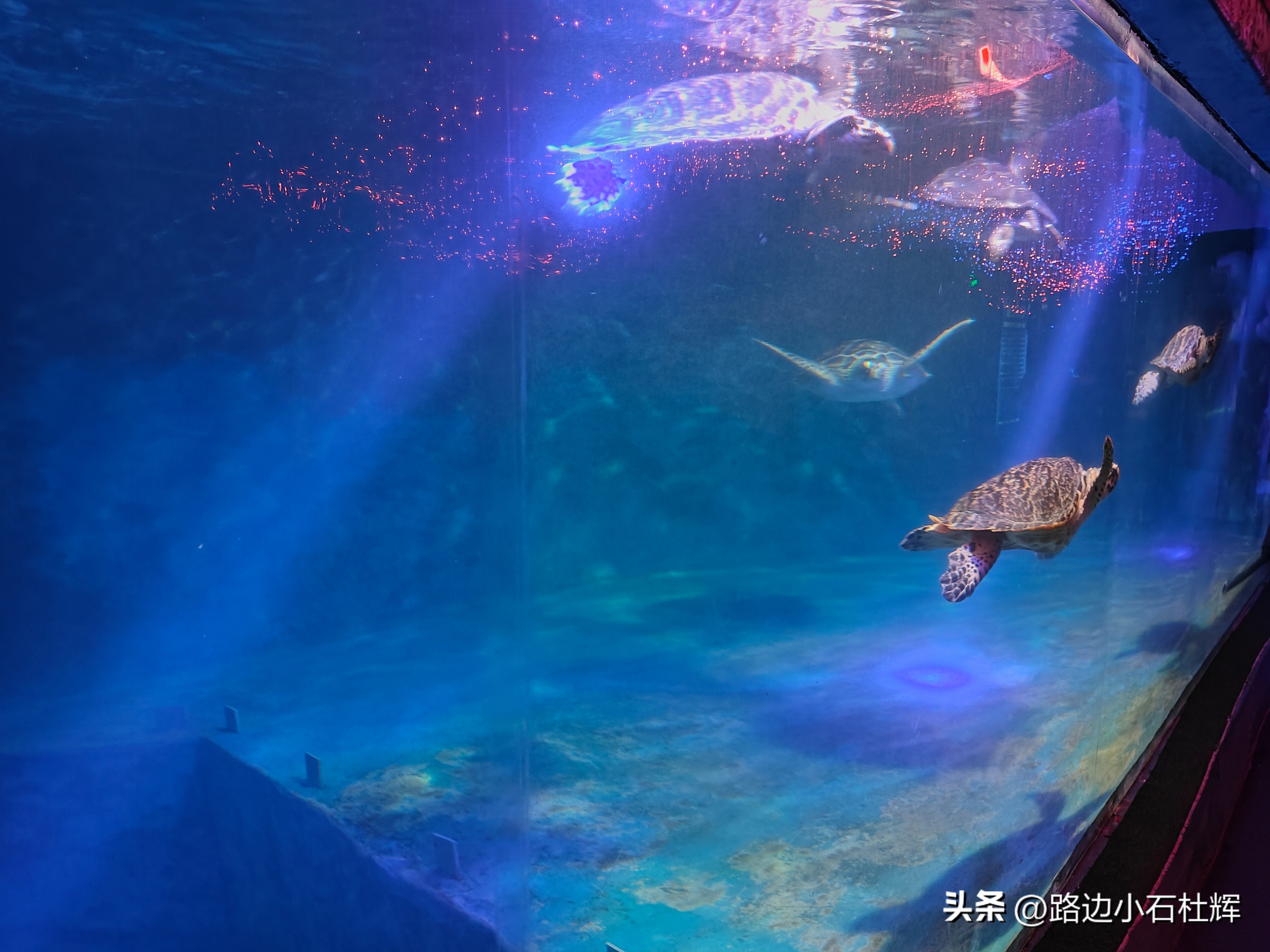 北京富国海底世界海洋水族馆,北京海洋馆和工体海洋世界