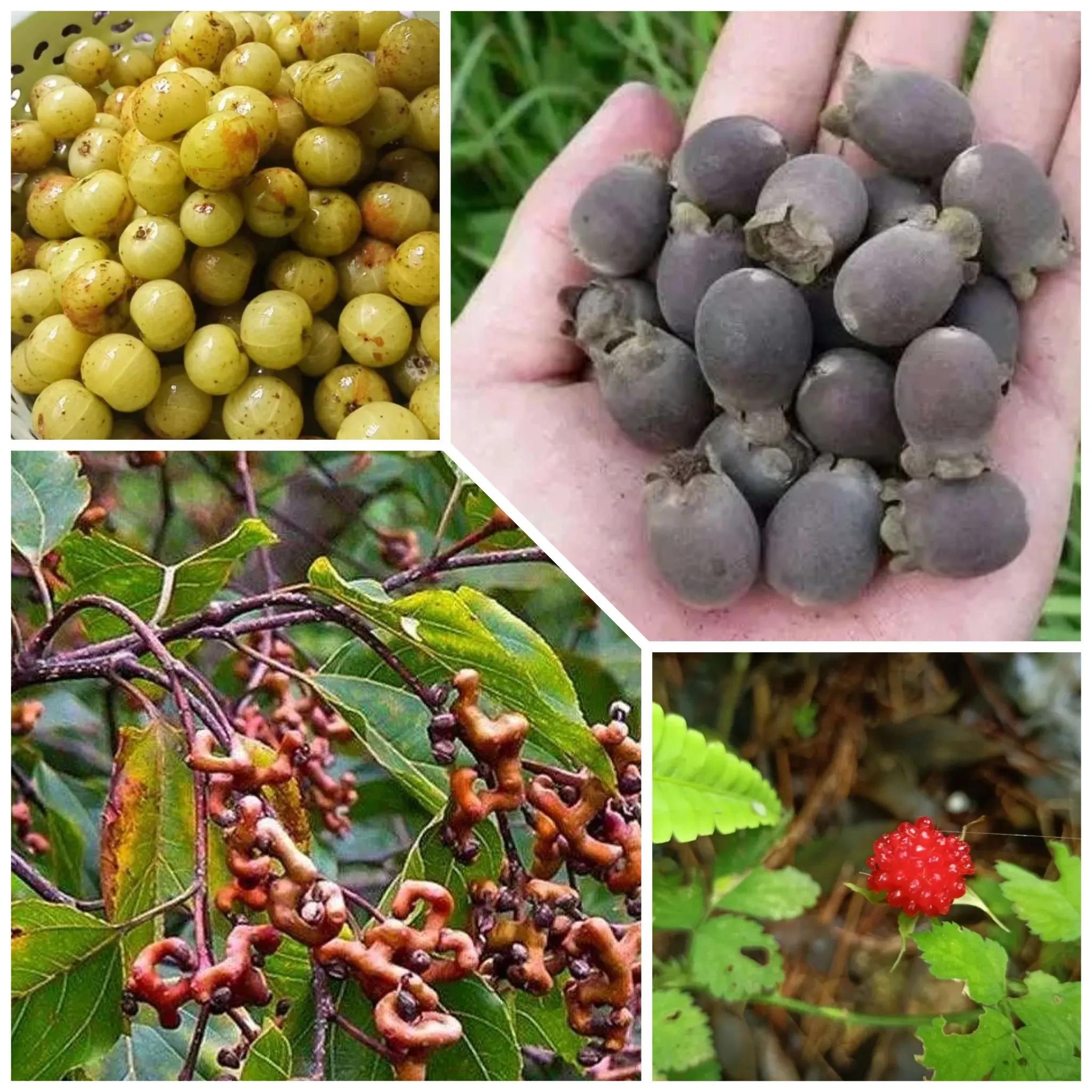 广西水果全国第一原因,广西全国第一的水果