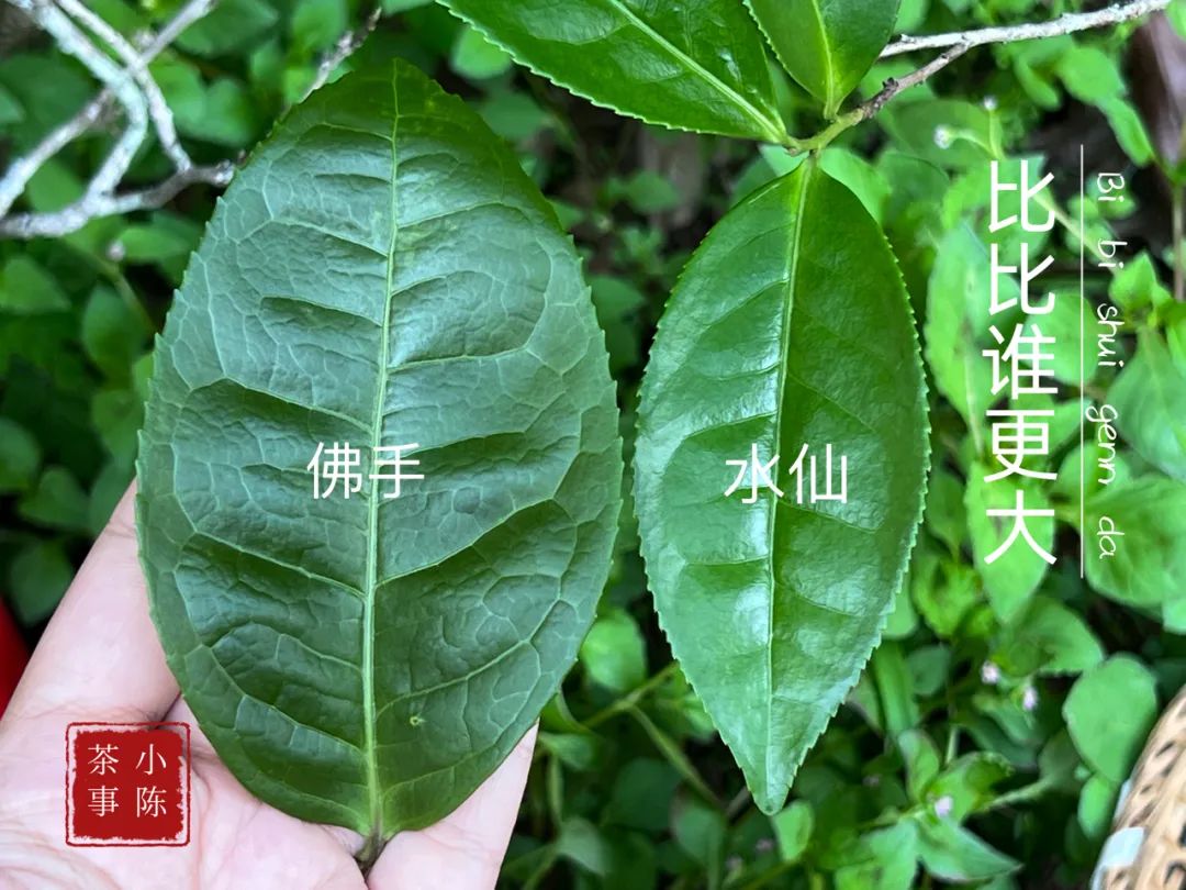 邂逅佛手茶园之后，开始遥想雪梨汤，轻盈若纱，又清新甘甜