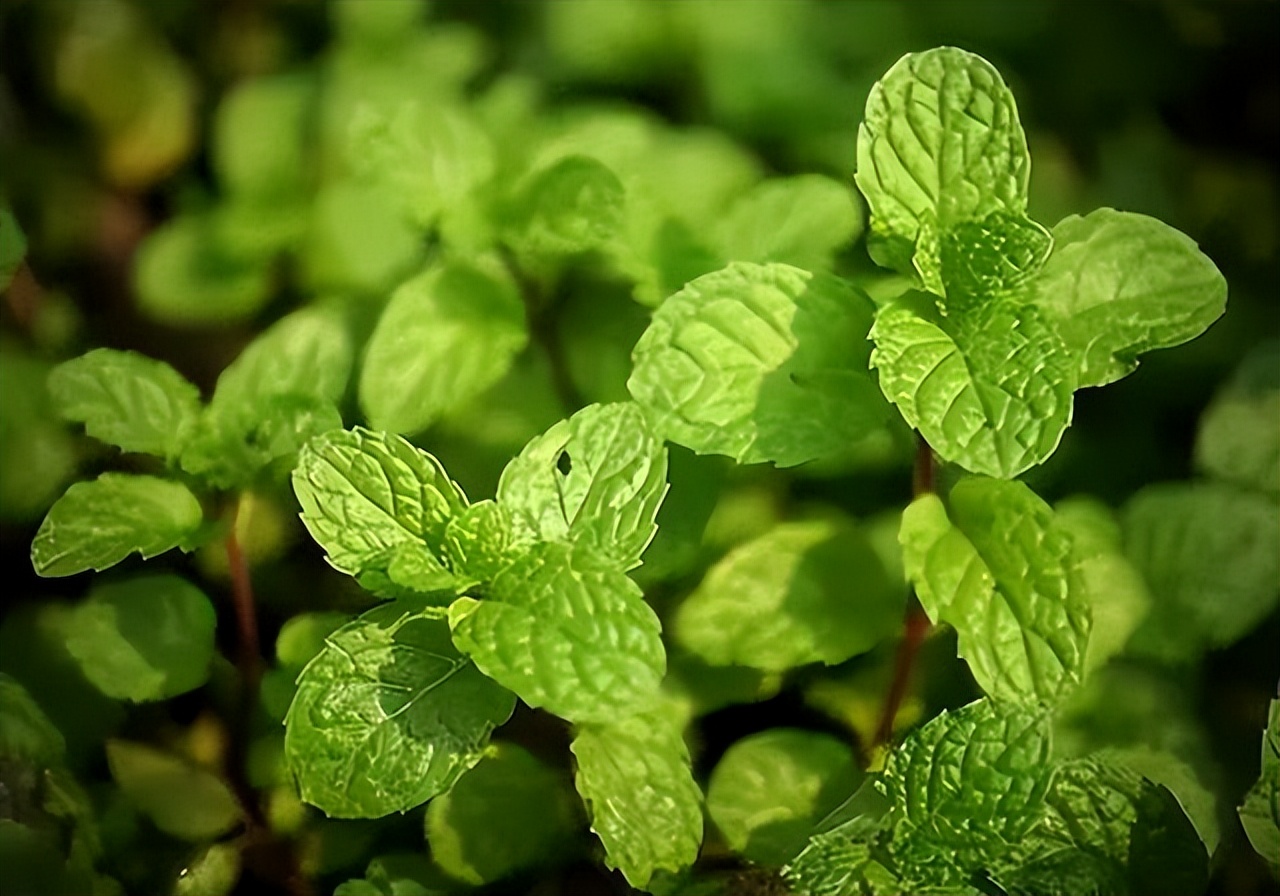 夏天车内快速降温的正确使用方法,夏天车内快速降温