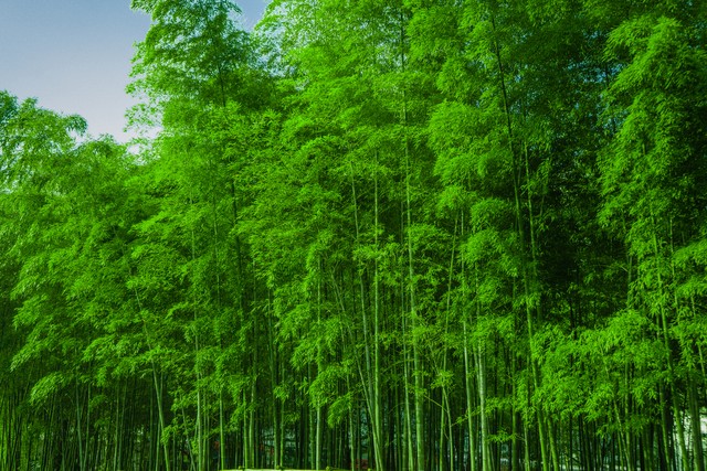 夏天竹子诗句古诗大全,写风吹绿竹的诗词