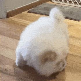 狗界“最笨”的3种狗和“最聪明”的3种狗，你也许养错了