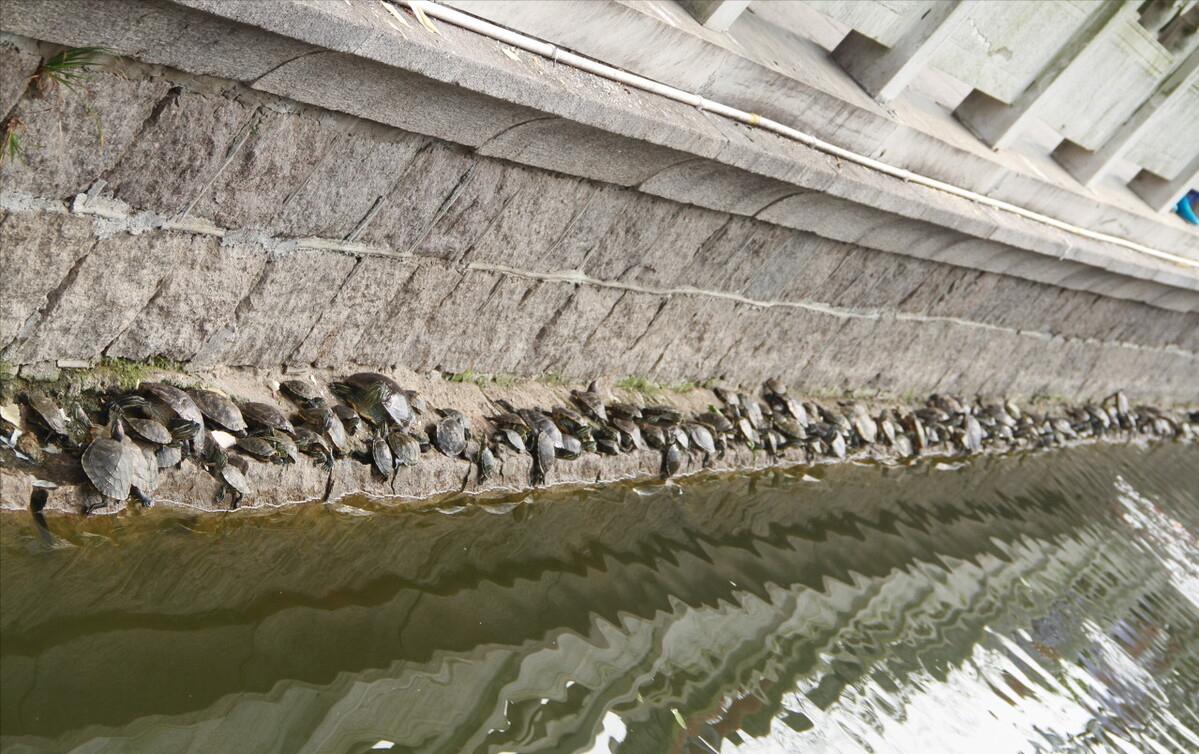 佛罗里达鳖为什么就破坏了生态,佛罗里达鳖是云南入侵物种吗