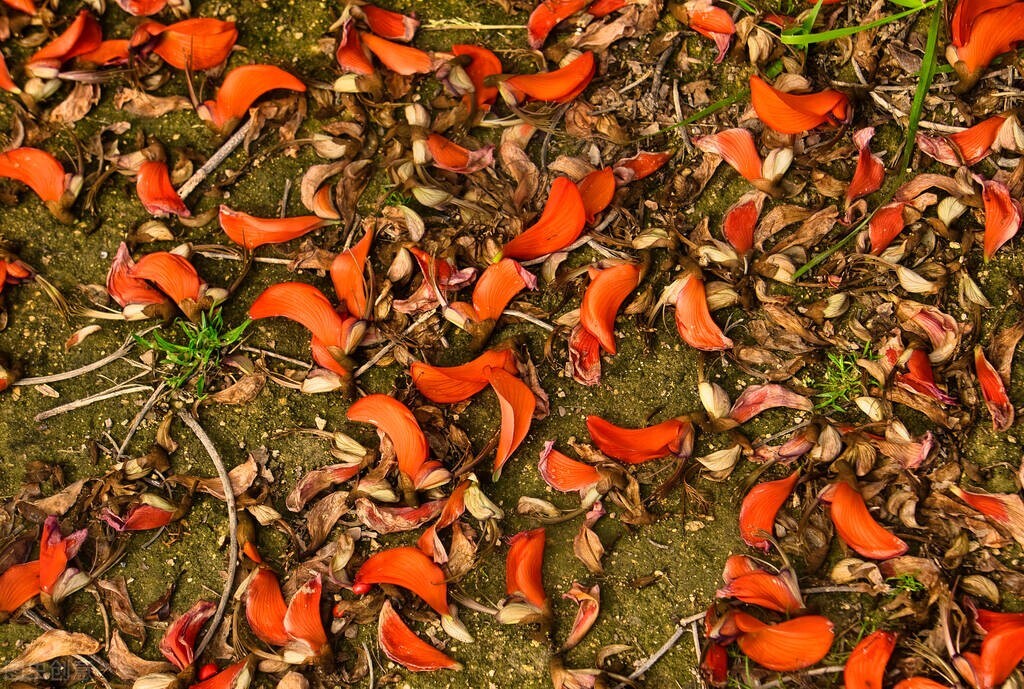 欣赏美丽的珊瑚,田里珊瑚树
