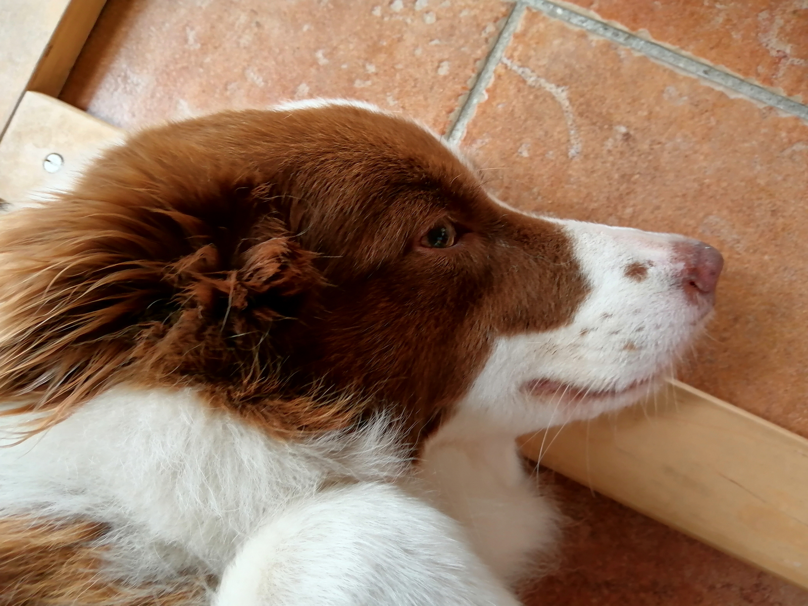 华为畅享50测评原神,华为畅享50续航测评最新