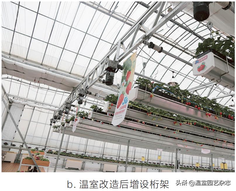 关注｜可升降的观光型草莓吊架，你见过吗？