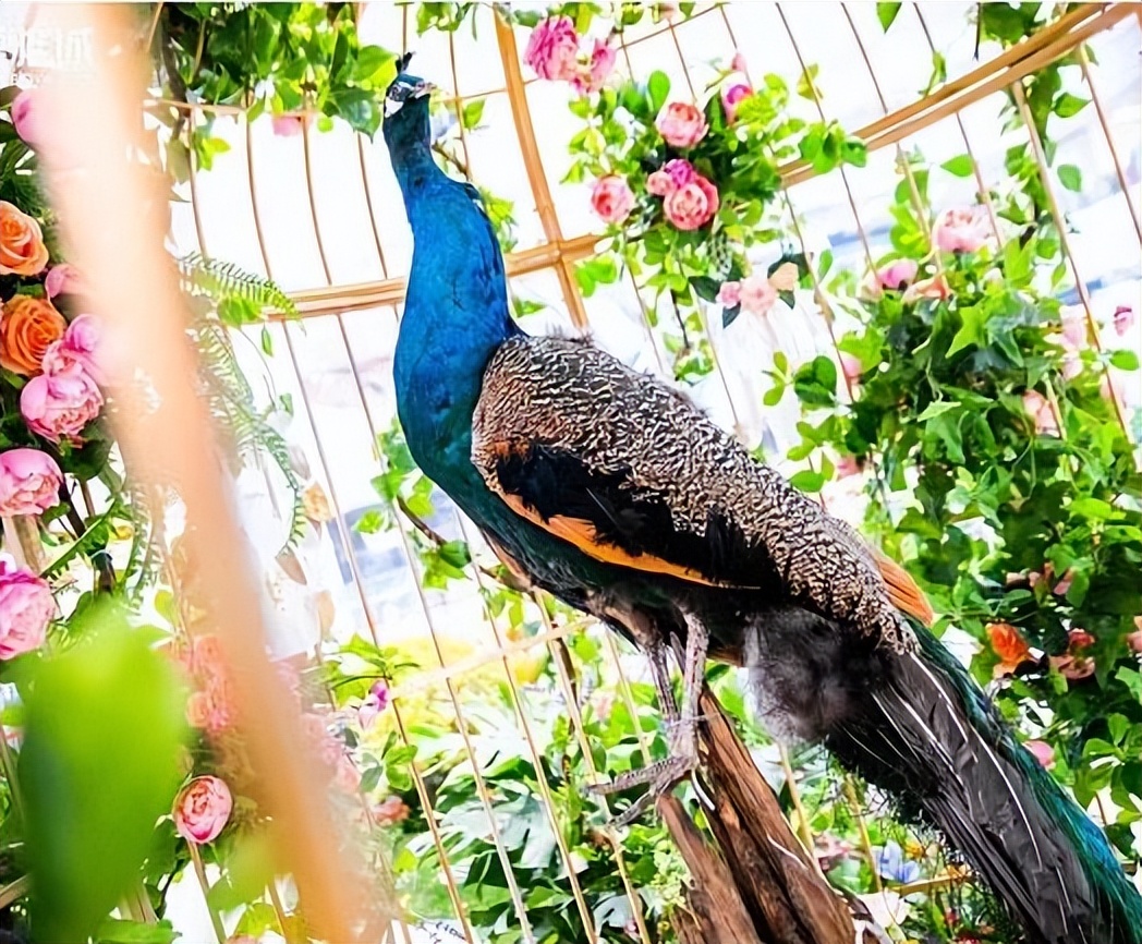 普阳绿城诚园发布会,武安普阳绿城诚园绿化现场