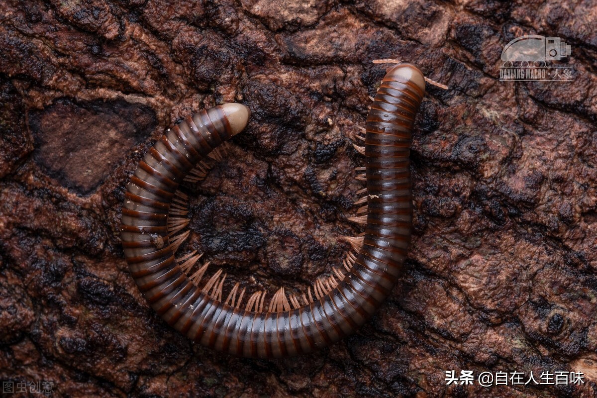 农村常见的虫子各叫什么名字,夏天家里最常见的虫子