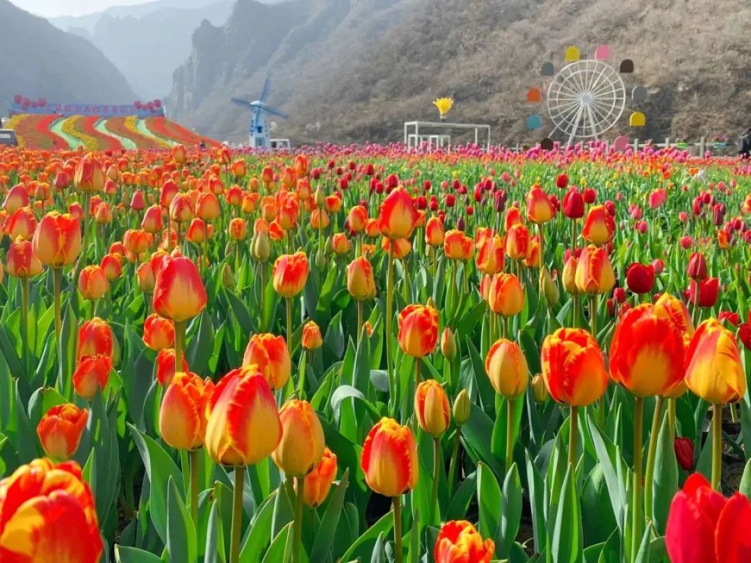 半价门票,景区免票半价