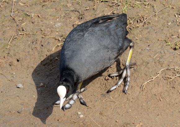 「科普」我国境内鸟类繁多,这40种罕见的鸟儿你都认识吗?
