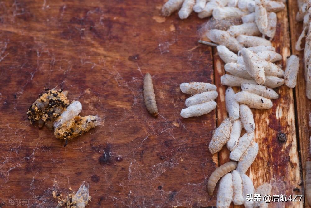 蜜蜂蛰了怎么处理,蜜蜂做工儿歌