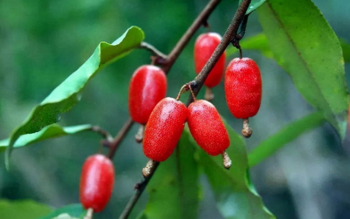 农村那些你吃过却叫不上名的野果,南方小时候路边的野果有哪些