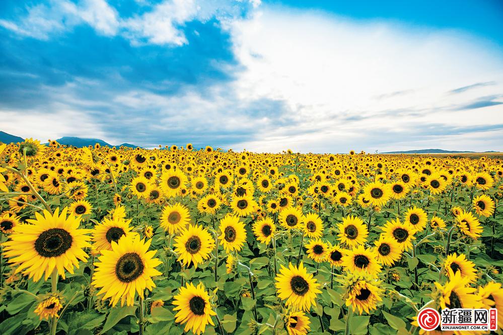 非凡十年乌鲁木齐,非凡十年乡村振兴
