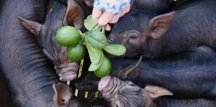 全国猪肉产地在哪里,最好吃的猪肉哪个部位排名前十名