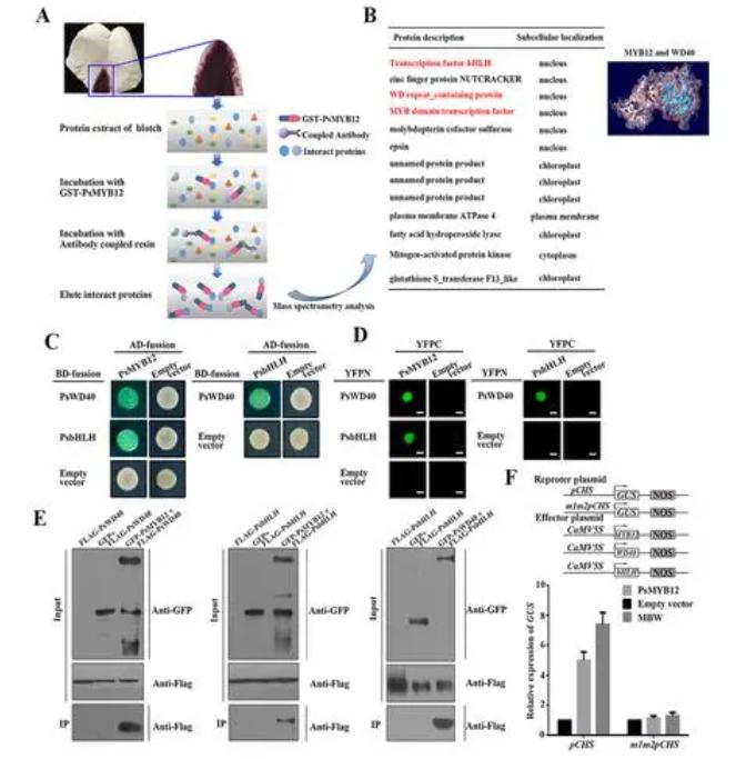 番茄果色偏黄怎么回事,番茄果实色泽评价