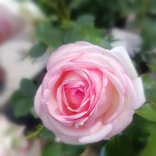 月季品种醉花,月季品种大全及图片欣赏