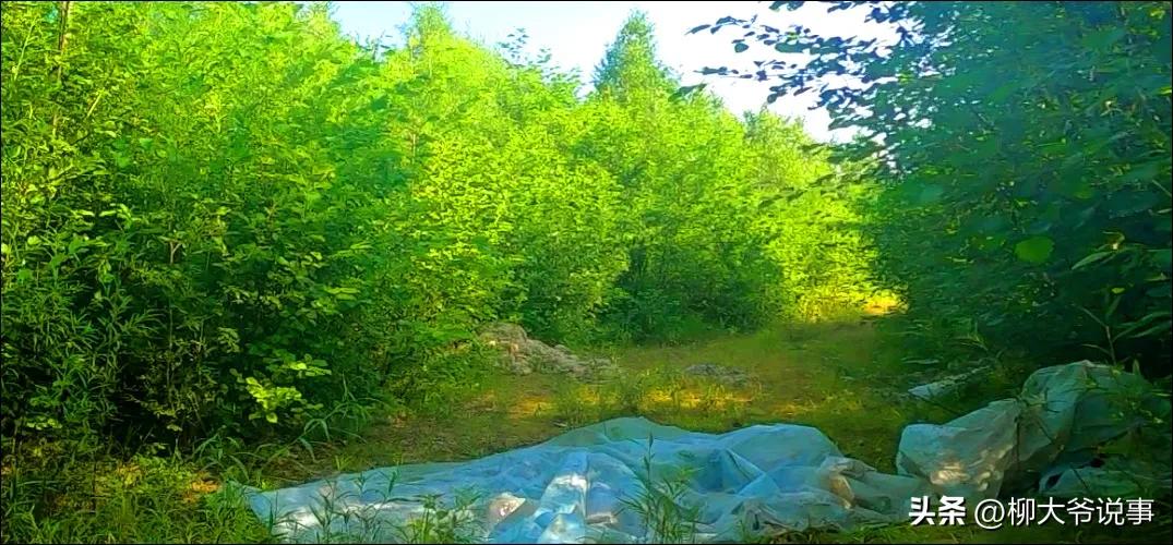 大兴安岭“采山”日赚千元是真的吗？哈尔滨小伙亲自体验结局亮了