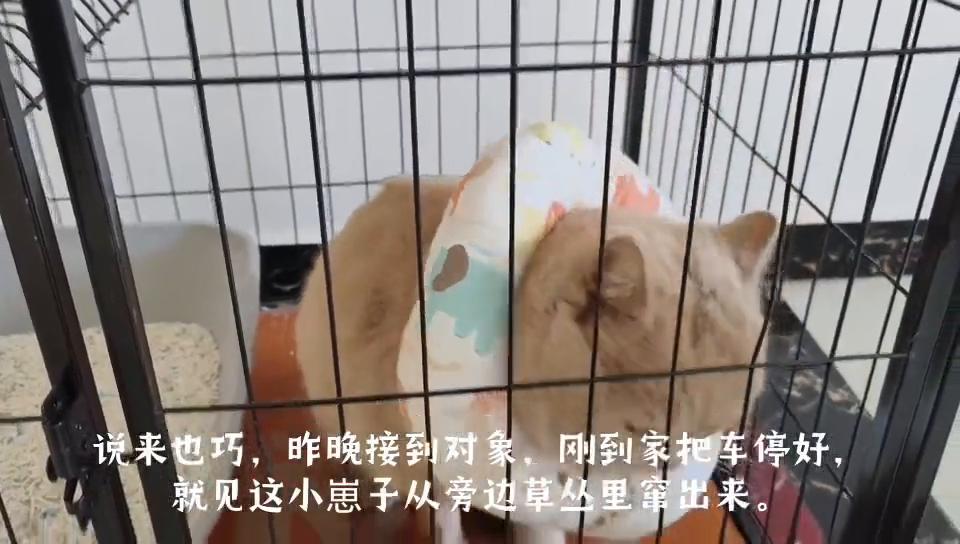 捡到的英短猫咪,捡了个英短蓝猫