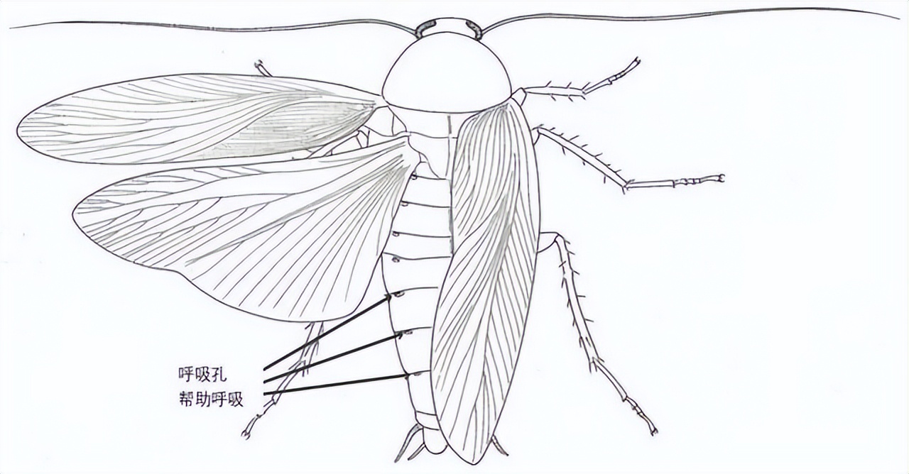 蟑螂为什么生命力顽强踩了都不死,蟑螂为什么踩死后第二天不见了