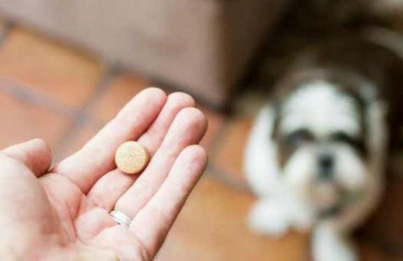 泰迪狗大便软怎么回事,泰迪狗狗便便软是怎么回事