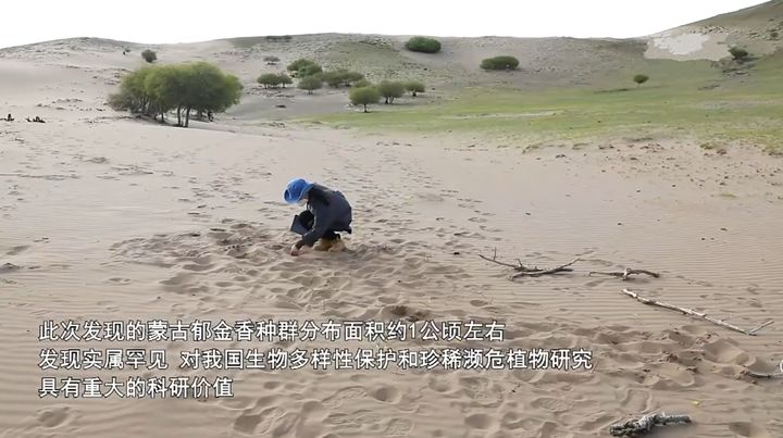 一种消失40年的郁金香重现内蒙古沙漠,只有一公顷,很有科研价值