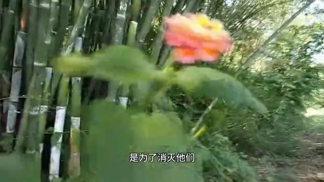 朋友们在问老黄，捉那竹筒蜂来干嘛呀，听听老黄怎么说吧