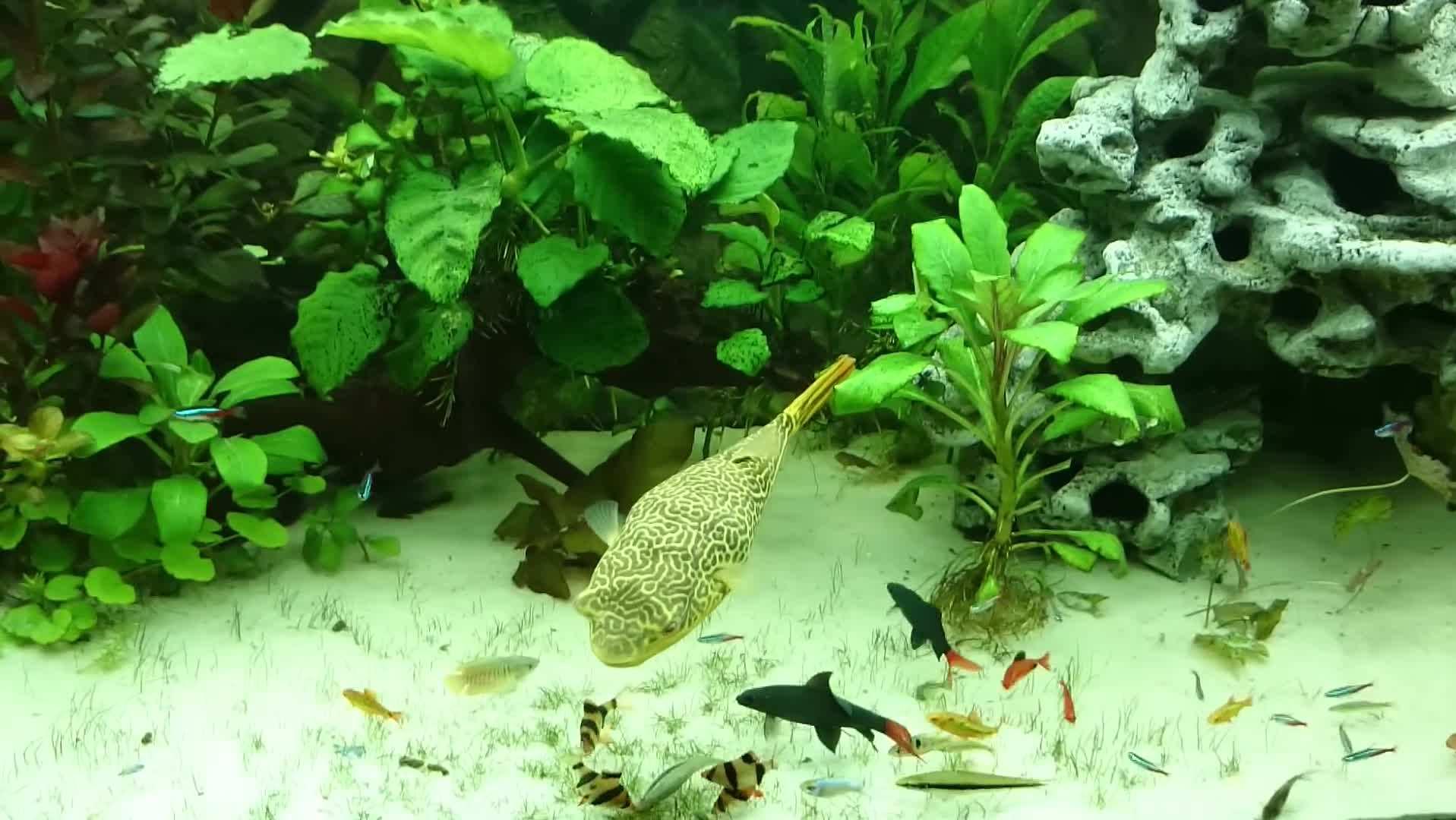 苏轼三则寓言故事,关于苏轼的幽默小故事50字