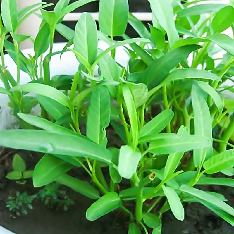 阳台种菜的100种方法,阳台种菜的正确方法大全