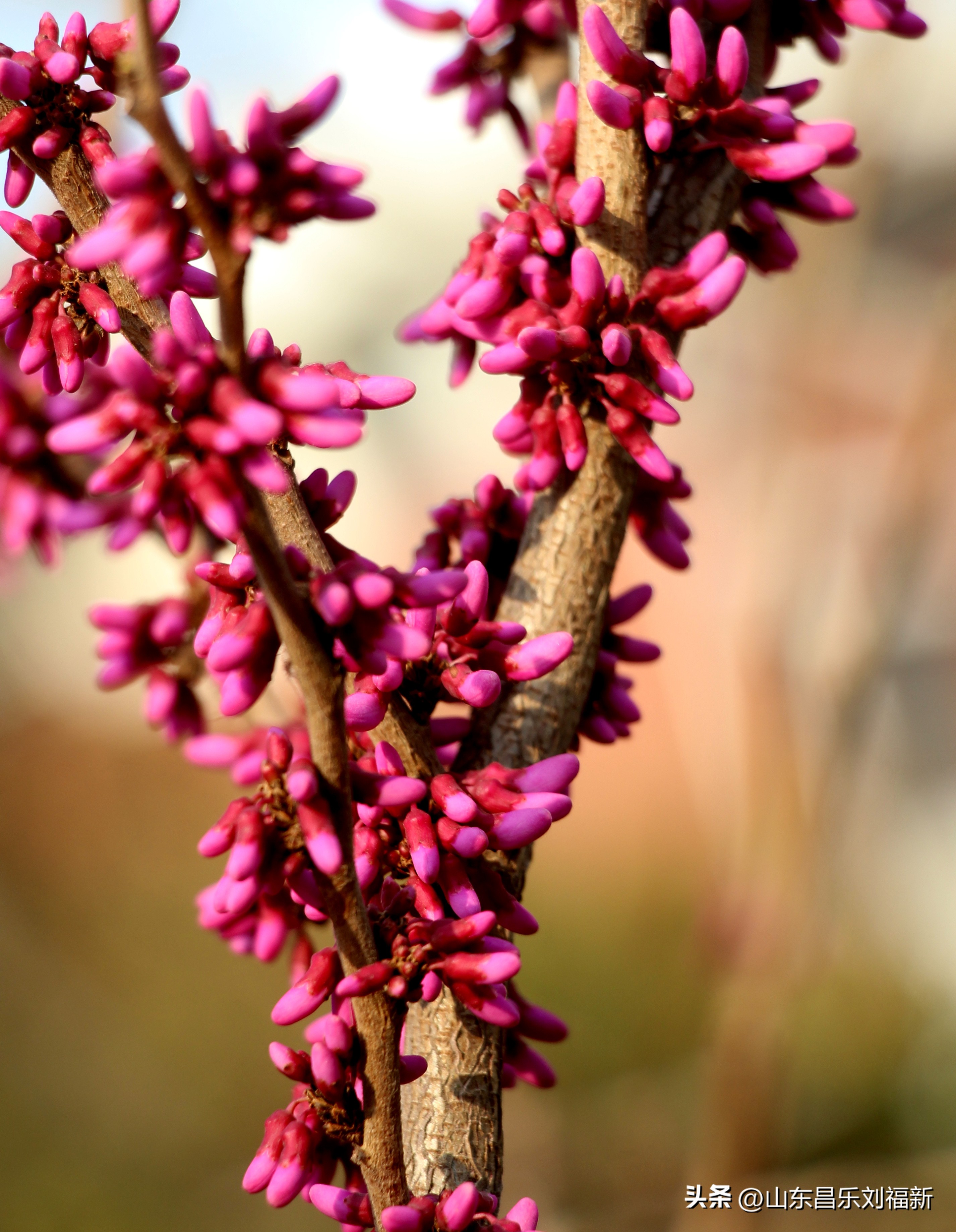 2023年3月中旬散拍·一点儿感受