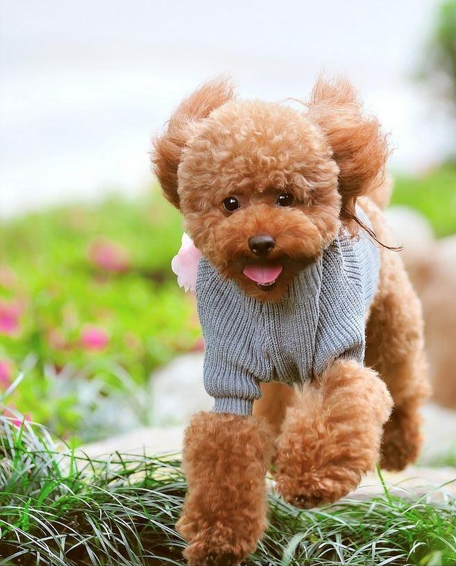 泰迪褪色吃什么恢复快,泰迪褪色治理过程