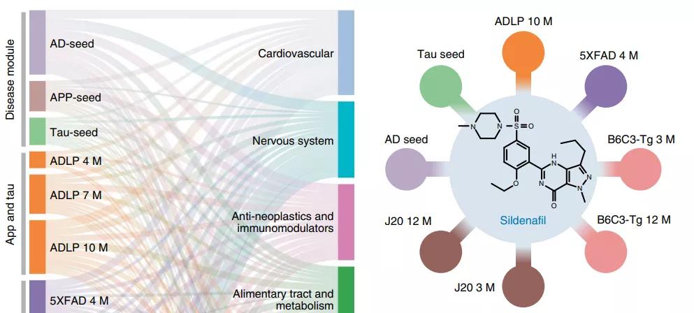 科学家新发现:这种治疗勃起障碍的常见药,或能预防痴呆