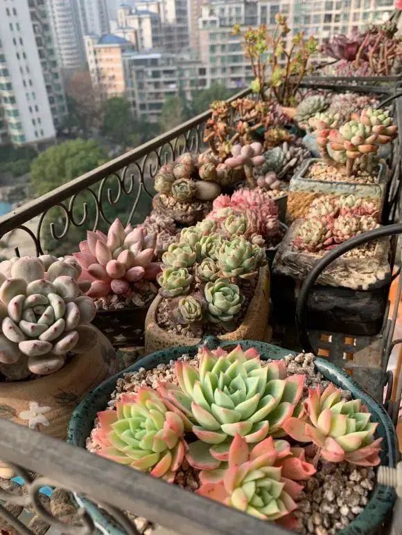 多肉紫珍珠叶片干瘪怎么回事,多肉叶片干瘪不饱满