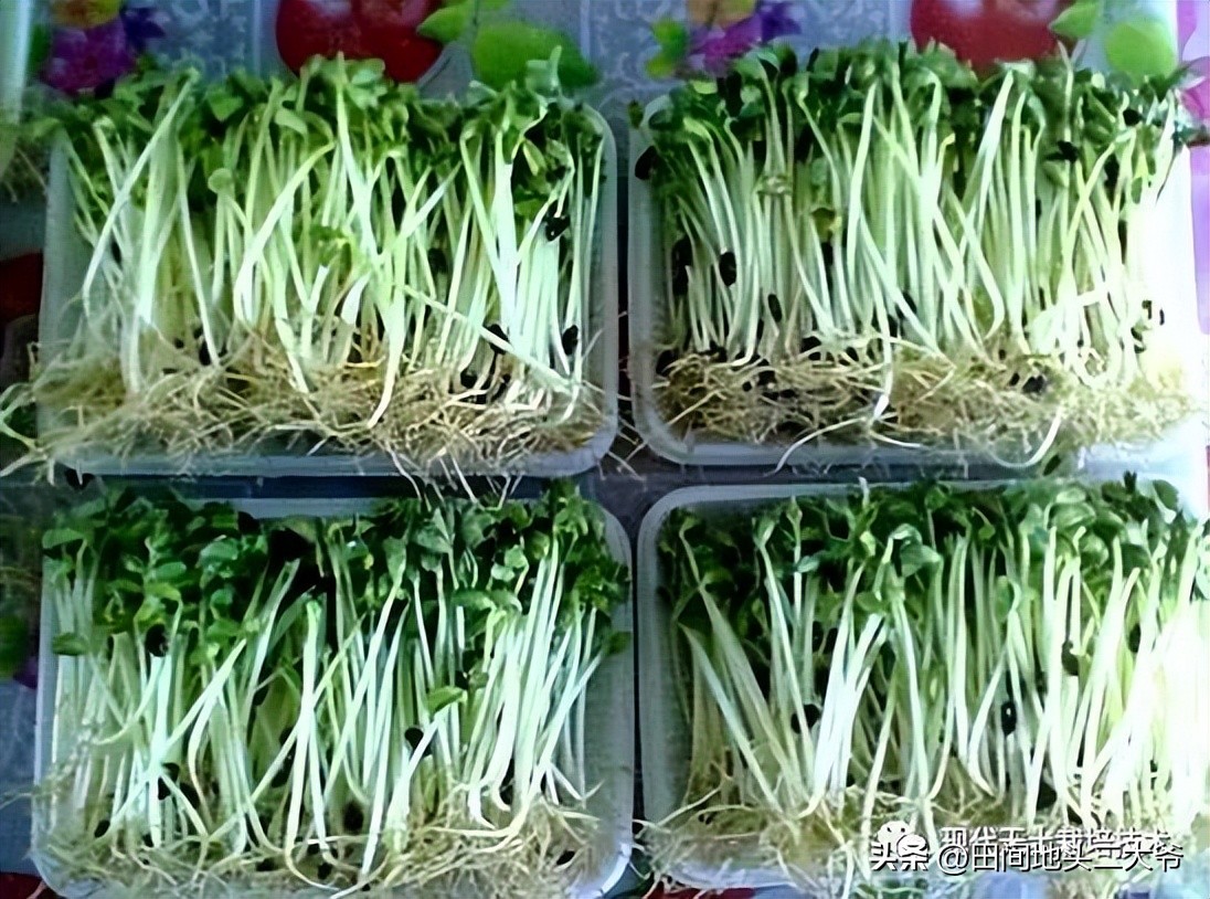 不用土壤也能种出蔬菜,无土栽培蔬菜自来水