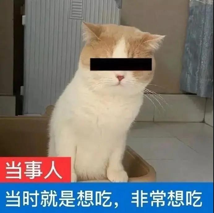频繁长口腔溃疡跟养猫有关系吗,猫长口腔溃疡症状