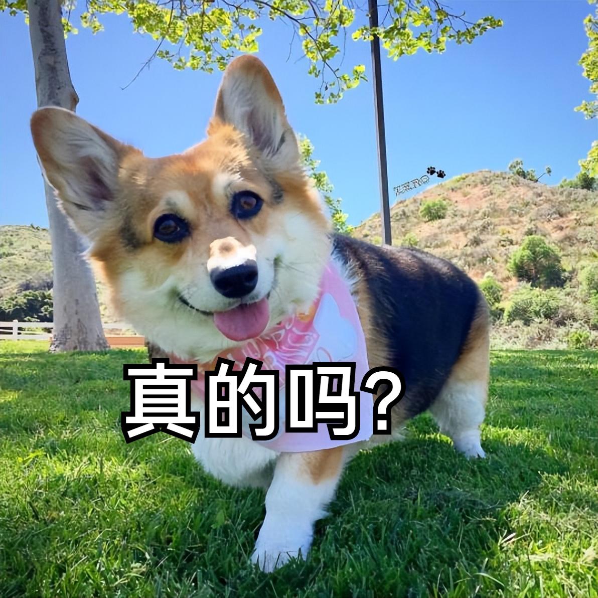 养狗发现的神奇现象,养狗常见的4大误区你避雷了吗