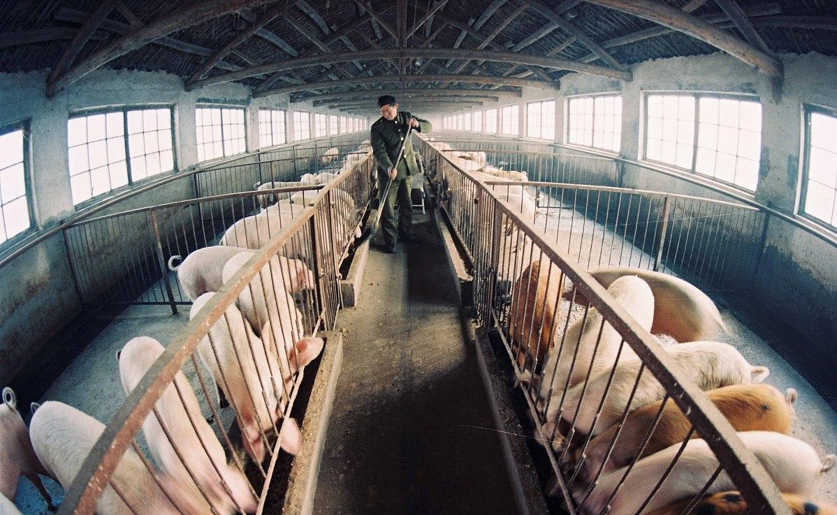 如何分析今日猪价上涨,猪价走势分析预测明日猪价