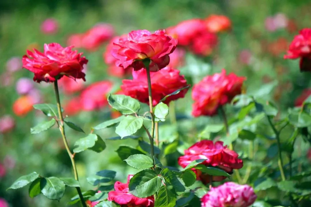大寨玫瑰花海迷宫,花海迷宫大寨