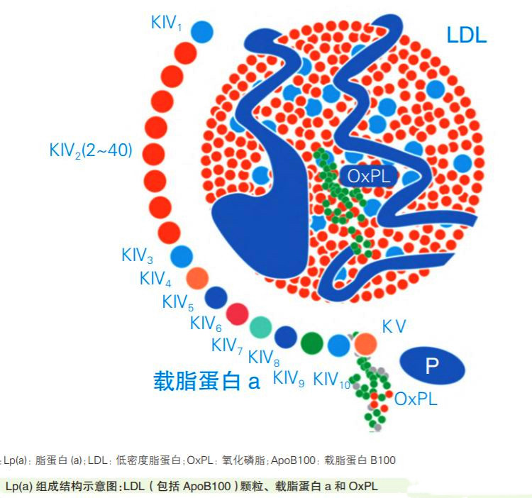 医生说我胆固醇太高,医生为什么说脂蛋白a高不要紧
